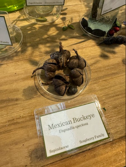 Photo taken in the Lady Bird Johnson Wildflower Center, with Seed Examples, March 10, 2024